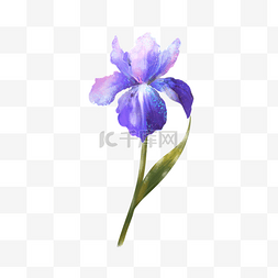 紫色梦幻水彩鸢尾花花卉