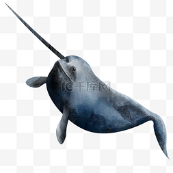 鲸水彩图片_独角鲸海洋动物可爱水彩