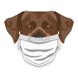 防疫内容图片_带呼吸器的拉布拉多犬的图解。在