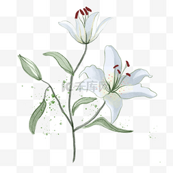水彩白色百合花