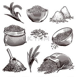 矢量植物莫兰迪图片_草图大米复古手绘亚洲谷物和果穗
