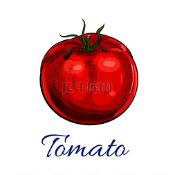 番茄新鲜成熟的带叶子的红色整番