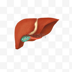 脏器医疗图片_人体器官肝脏