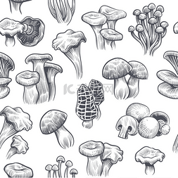 泡湿的干木耳图片_蘑菇状无缝图案用各种蘑菇松露和