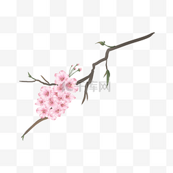 水彩粉色樱花树枝