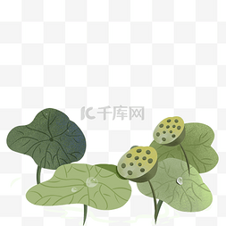 水珠图片_夏季植物绿植莲叶荷叶莲藕