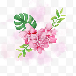 热带植物水彩图片_粉色木槿花热带植物龟背竹