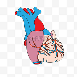 新型冠状病素图片_心脏病学冠状动静脉包裹的心脏插