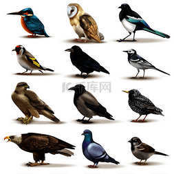 鸟类的背景图片_空白背景矢量图上不同物种的彩色