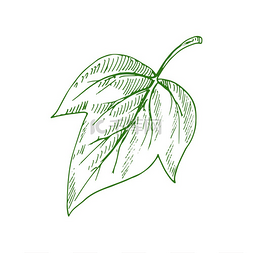 热带树叶素描图片_绿杨树叶隔离素描矢量秋季或夏季