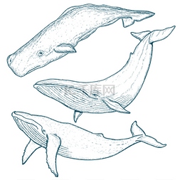 海洋鲸鱼手绘图片_鲸鱼设置驼背鲸蓝鲸抹香鲸