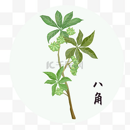 中草药植物图片_中草药中药植物八角