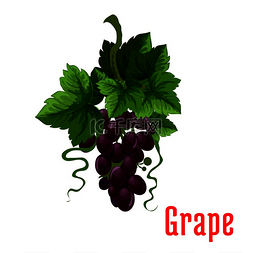 葡萄果植物图标一束孤立的黑葡萄