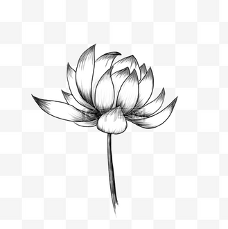 单个黑白素描莲花盛开
