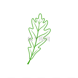 橡树或橡子叶的孤立外形植物矢量