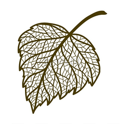 白桦叶图片_秋天的白桦叶的插图。