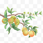 新鲜桃子桃树