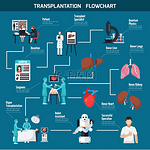 移植流程图布局与患者外科医生的移植流程图捐赠者心肺肝机器人辅助图标平面矢量图