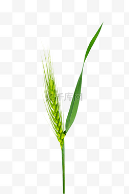 麦子绿色图片_农田田野农作物麦穗