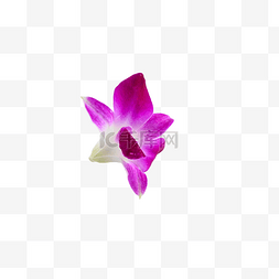 紫洋兰花瓣紫色花卉