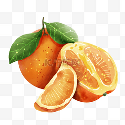 橘子水彩风格水果芸香科果实