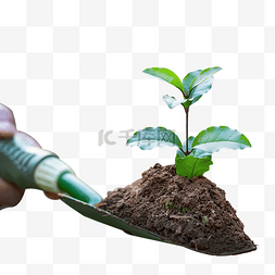 土壤酸化图片_植树节种树户外树苗