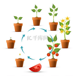 番茄植株生长阶段。