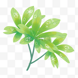 水珠的绿叶图片_绿色叶子上的露水