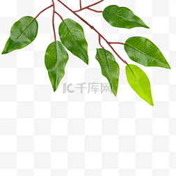绿叶创意图案图片_榕树叶树木树枝