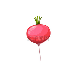 带根的植物图片_新鲜萝卜天然蔬菜，带粉红色果皮