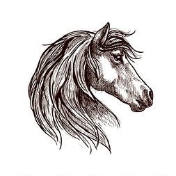 马术素描图片_野生母马头部的复古雕刻草图其柔