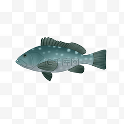 深海鱼头图片_海鲜石斑鱼
