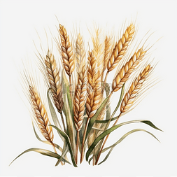 小麦稻谷图片_手绘小满小麦麦穗