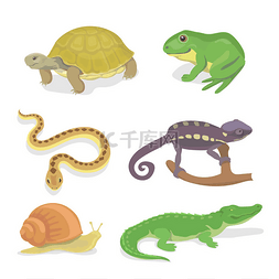 鳄鱼饲养员图片_爬行动物和两栖动物装饰套鳄鱼龟