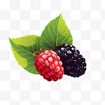 水果桑葚果浆果手绘