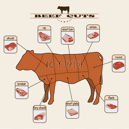 bull图片_Beef cuts