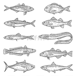 矢量鳗鱼图片_鱼类动物素描三文鱼金枪鱼和多拉