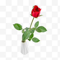 红色花卉玫瑰