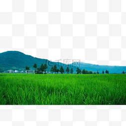 农村田野稻田绿色植物