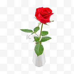 红色玫瑰花瓶图片_绽放红色玫瑰