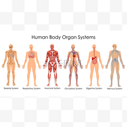 关于关系淡了的图片_医学教育的生物学人体器官系统关