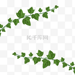 绿色树藤素材图片_绿色的叶子常春藤剪贴画