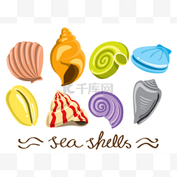 Set of colorful sea shells