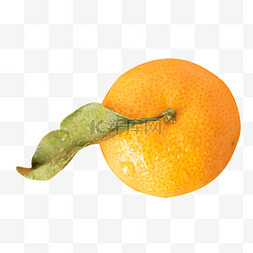 带叶子的橘子图片_带叶子的橘子