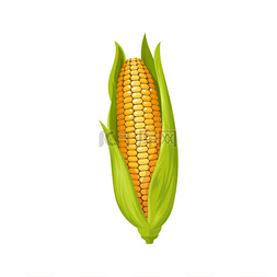内核图片_玉米芯分离出带叶子的黄色玉米。