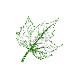 绿色立秋图片_枫叶骨架悬铃木植物素描矢量绿色
