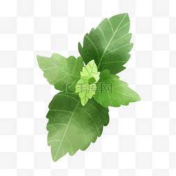 绿色植物水彩图片_水彩植物叶子薄荷清凉叶片
