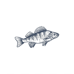 海科融通logo图片_鲈鱼淡水猎场鱼科常见的鲈鱼孤立