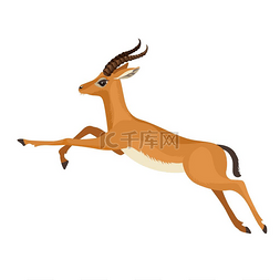 羚羊或羚羊角在野生动物中奔跑.