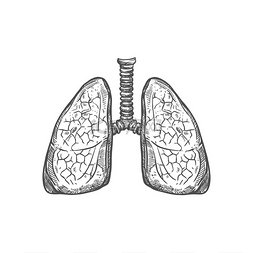 人体插图图片_肺部图标呼吸系统隔离单色矢量人